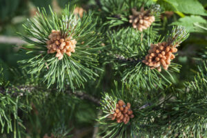 Scots Pine (Pinus sylvestris)