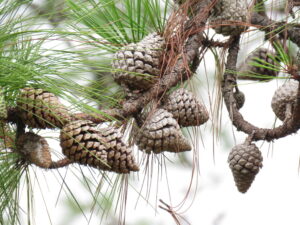 Ocote Pine (Pinus oocarpa)