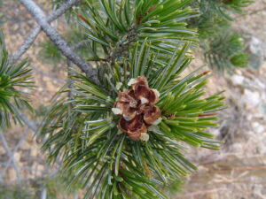 Border Pinyon Pine (Pinus discolor)