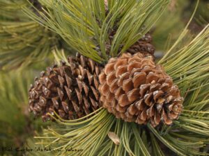 Hartweg’s Pine (Pinus hartwegii)