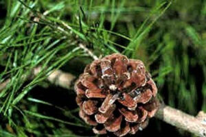 Spruce Pine (Pinus glabra)