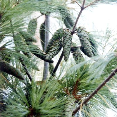 Chiapas Pine (Pinus chiapensis)