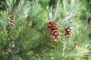 Eastern White Pine (Pinus strobus)