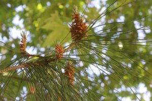 Red Pine (Pinus resinosa)