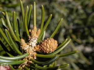 Parry Pinyon Pine (Pinus quadrifolia)