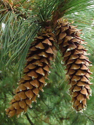 Western White Pine (Pinus monticola)