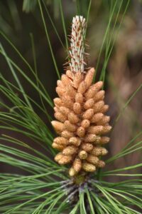 Yunnan Pine (Pinus yunnanensis)